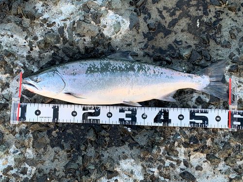 サクラマスの釣果