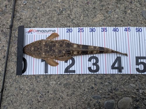 マゴチの釣果
