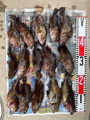 メバルの釣果