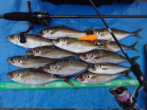 マアジの釣果