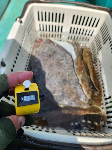 カレイの釣果
