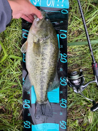 ラージマウスバスの釣果