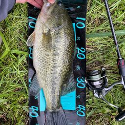 ラージマウスバス