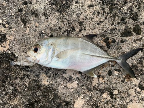 ギンガメアジの釣果