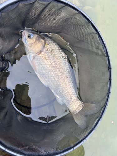 ヘラブナの釣果
