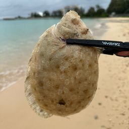 トゲダルマガレイ