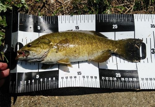 スモールマウスバスの釣果