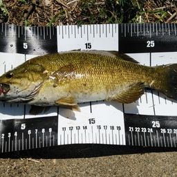 スモールマウスバス