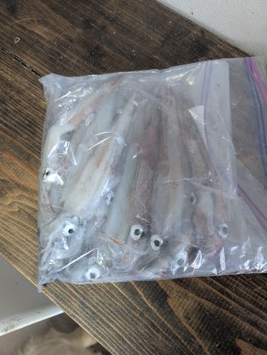 ヤリイカの釣果