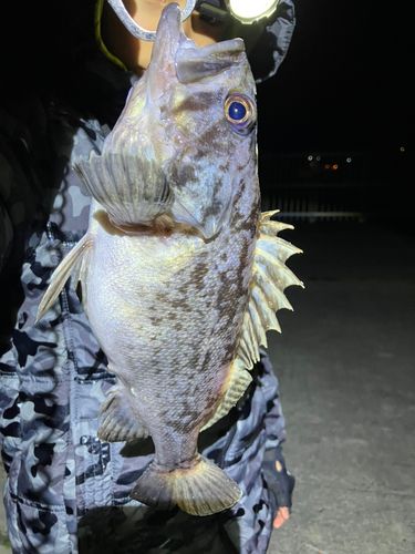 クロソイの釣果