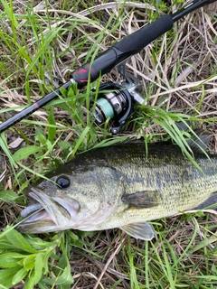 ラージマウスバスの釣果