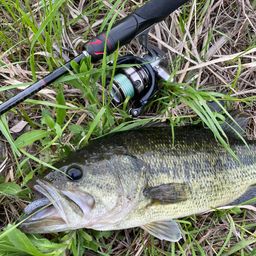 ラージマウスバス