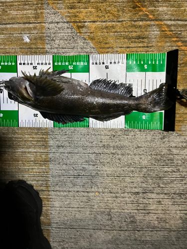 アイナメの釣果