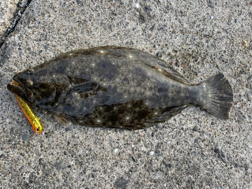 ヒラメの釣果