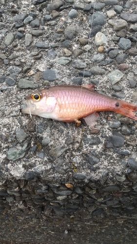 ネンブツダイの釣果