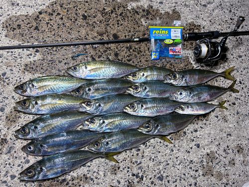 アジの釣果