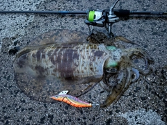 アオリイカの釣果