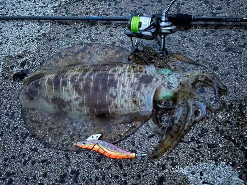 アオリイカの釣果