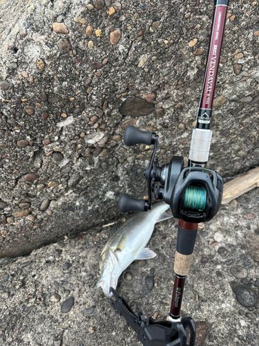セイゴ（マルスズキ）の釣果