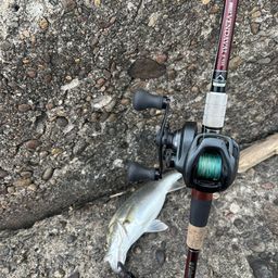 セイゴ（マルスズキ）