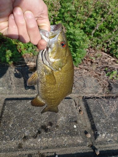 スモールマウスバスの釣果