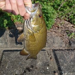 スモールマウスバス