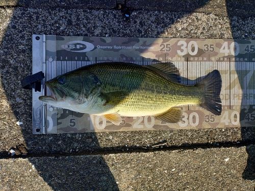 ラージマウスバスの釣果