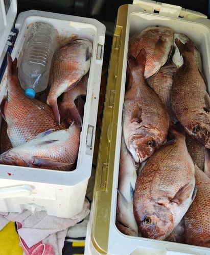 マダイの釣果