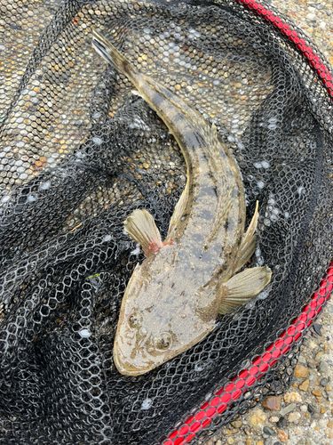 マゴチの釣果