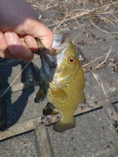 スモールマウスバスの釣果