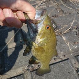 スモールマウスバス