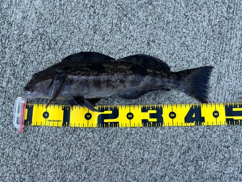 アイナメの釣果