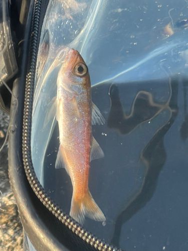 アカムツの釣果