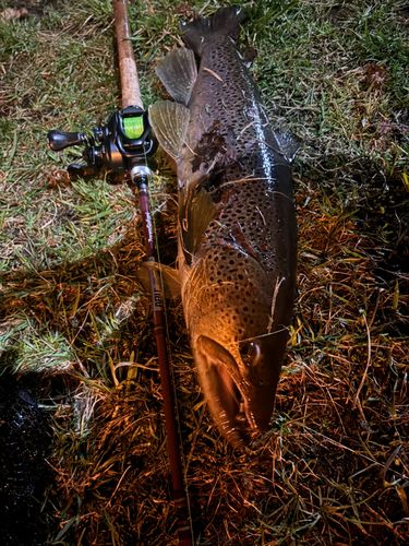 ブラウントラウト