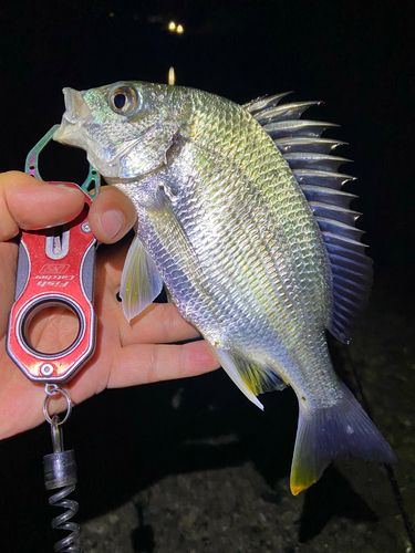 キビレの釣果