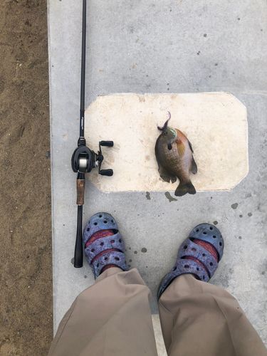 ブルーギルの釣果