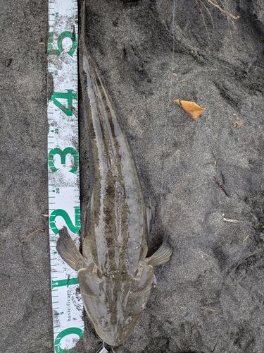 マゴチの釣果