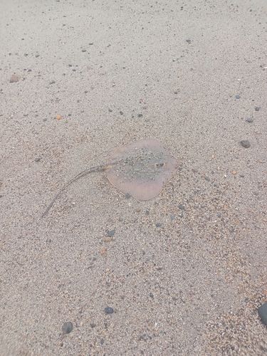 エイの釣果