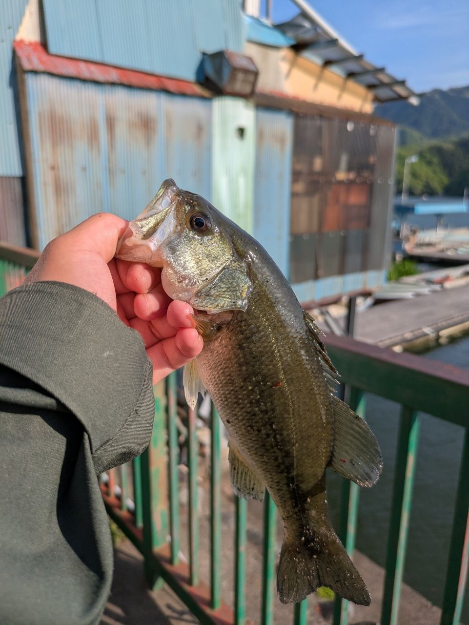 ラージマウスバス