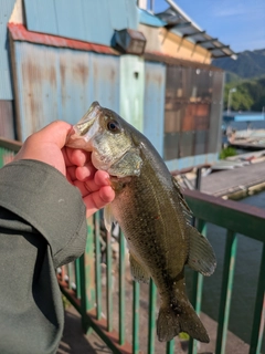 ラージマウスバスの釣果