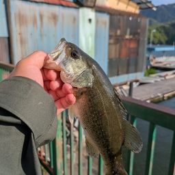 ラージマウスバス