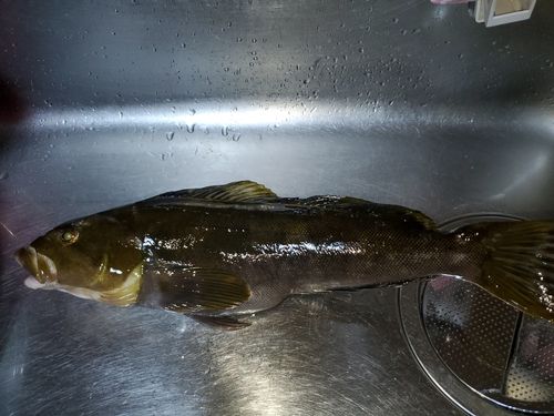 アイナメの釣果