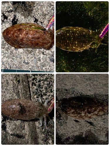 イカの釣果
