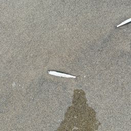 カタクチイワシ