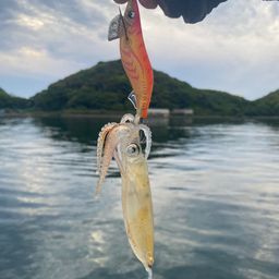 アオリイカ