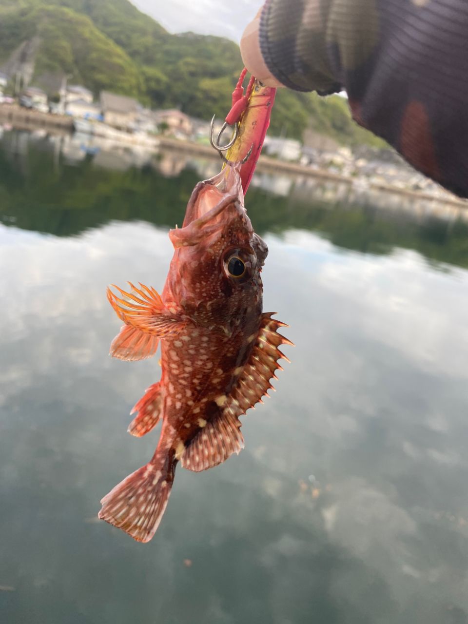 アオリイカ