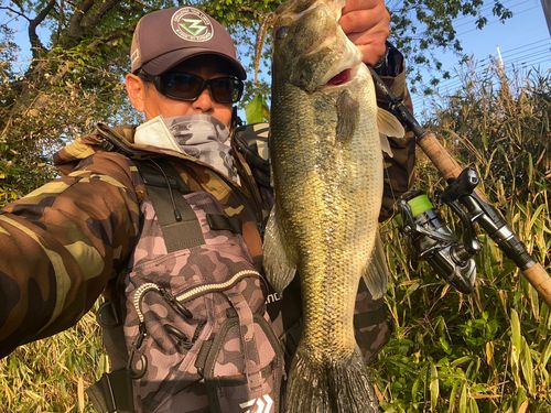 ブラックバスの釣果