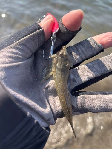 メゴチの釣果