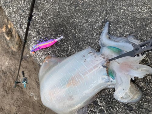 アオリイカの釣果