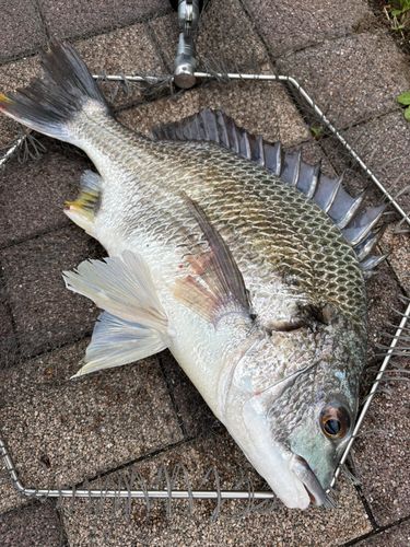クロダイの釣果